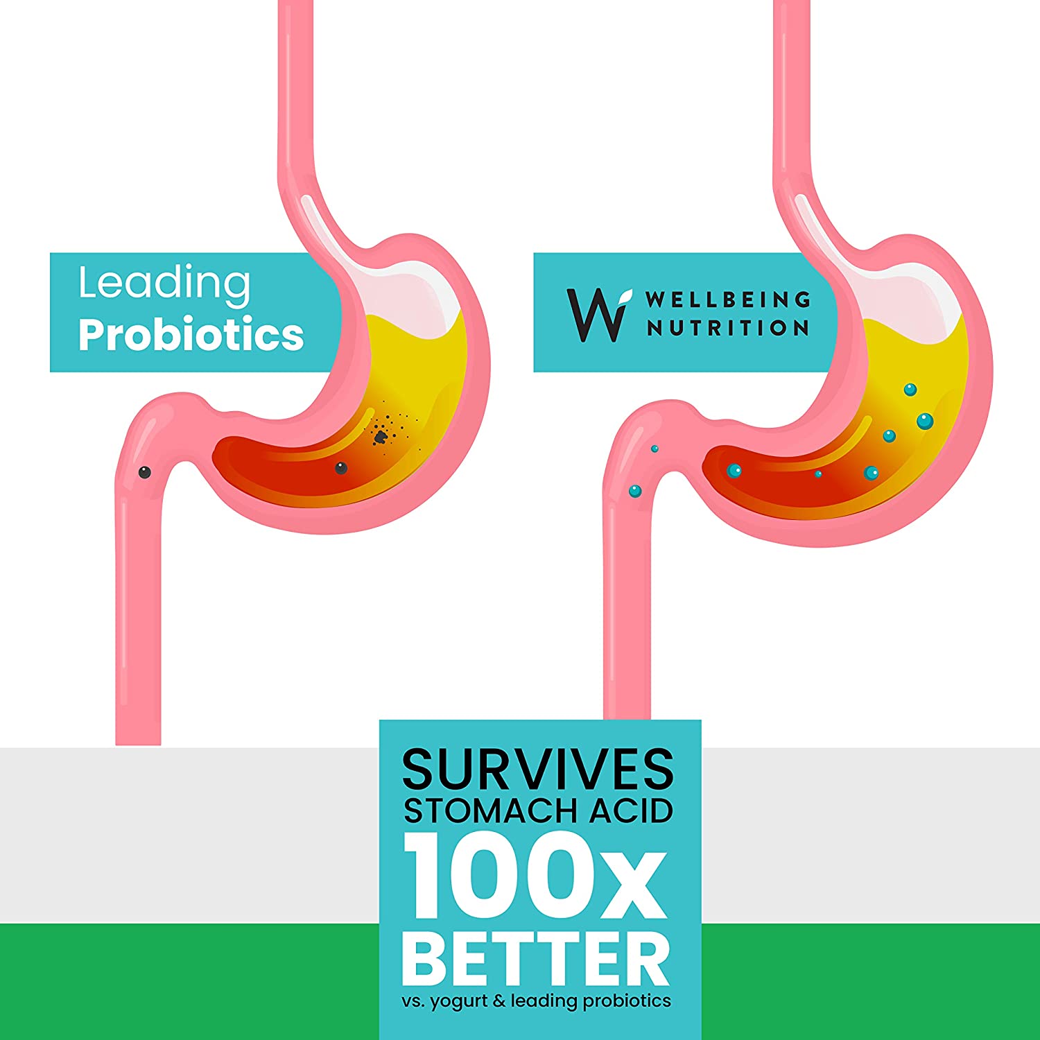 Wellbeing Nutrition Daily Probiotic + Prebiotic| Plant Based |36 Billion CFU, 6 Strains for Men &amp; Women with Organic Prebiotic Fiber for Digestion, Gut Health, Metabolism | 21 Tabs - NutraC - Health &amp; Nutrition Store 